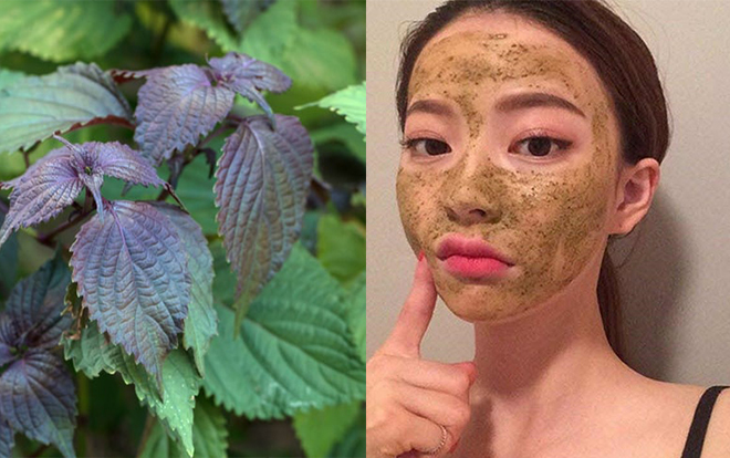 Dưỡng trắng bằng cách đắp mặt với lá tía tô
