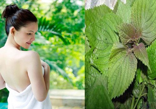 5 cách tắm trắng bằng lá tía tô hiệu quả – cập nhật mới nhất