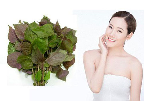 Công dụng nổi bật của lá tía tô trong việc tắm trắng?
